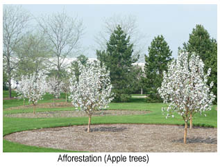 Apple trees