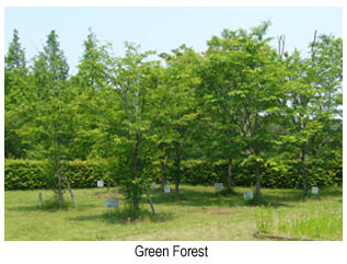 Green forest