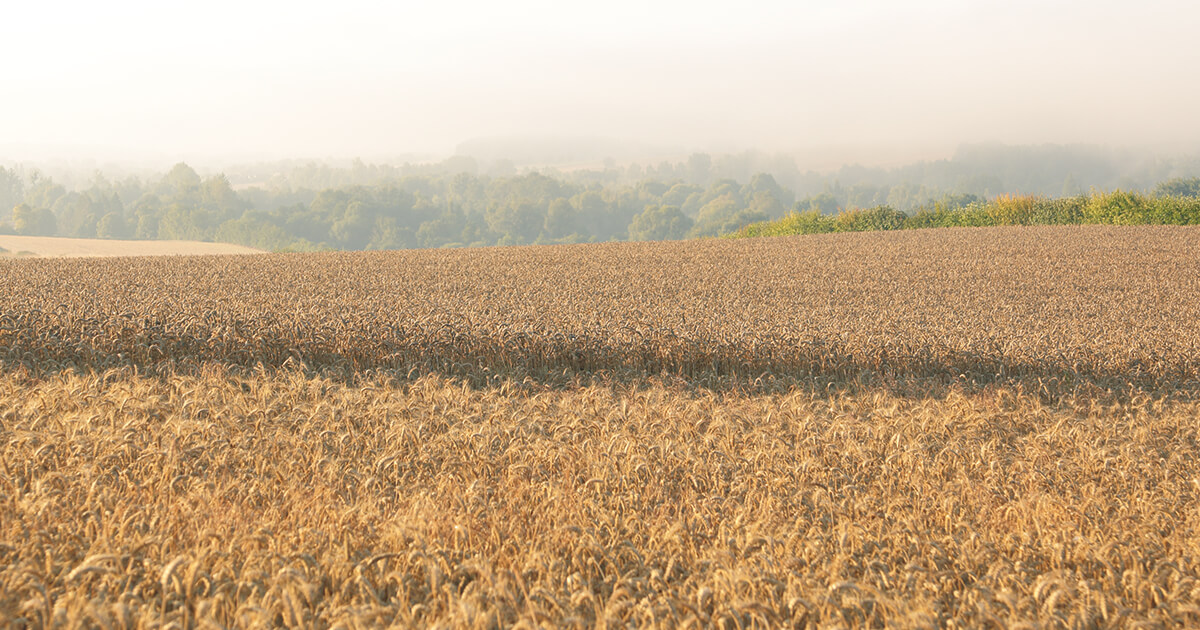 Agricultural Powerhouse Heading for “Sustainable Agriculture” France The New Challenge of