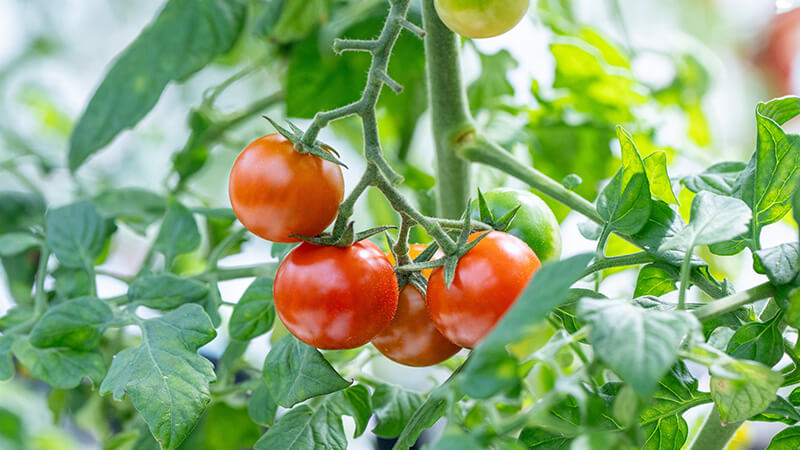 High-sugar tomatoes growing on a vine