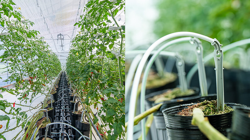 Images of watering using the automatic watering control system