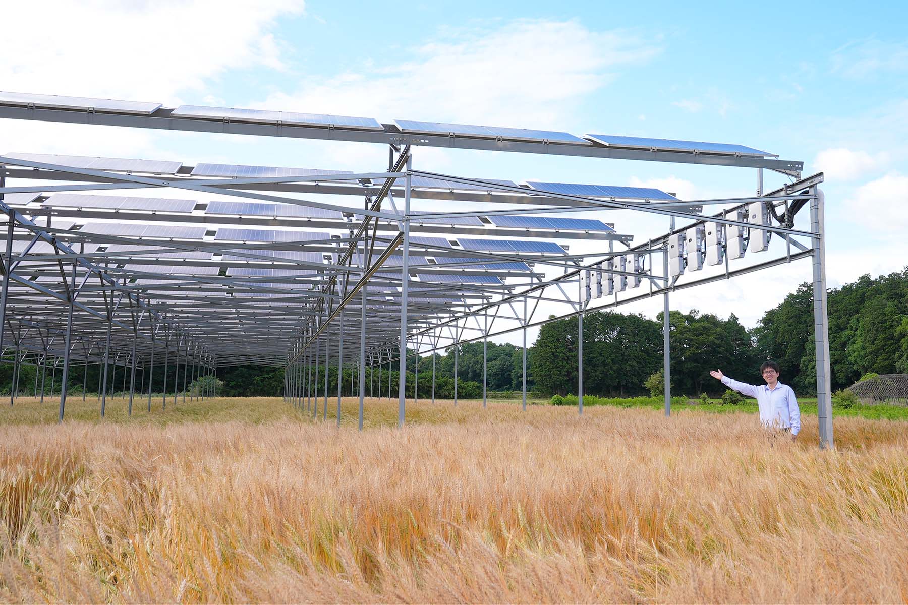 Wheat being grown beneath an agrivoltaic installation.