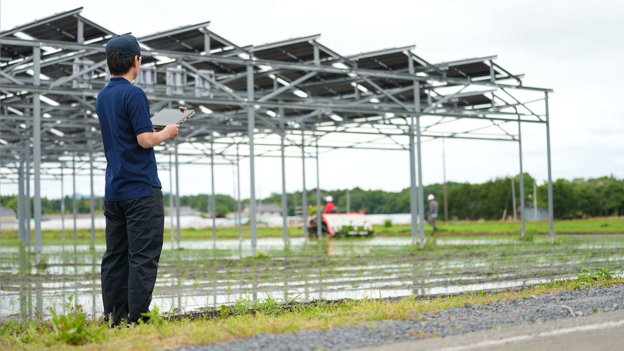 Rice planting beneath an agrivoltaic installation.