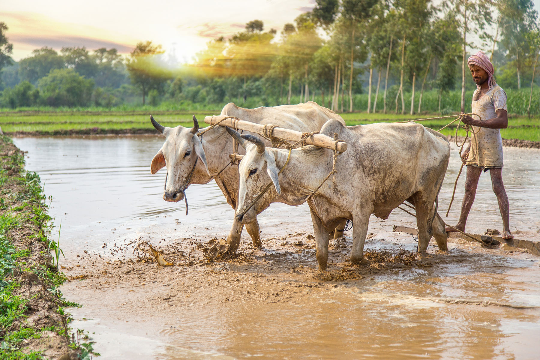 An Indian agriculture scene of plowing rice paddies with traditional oxen-powered methods.