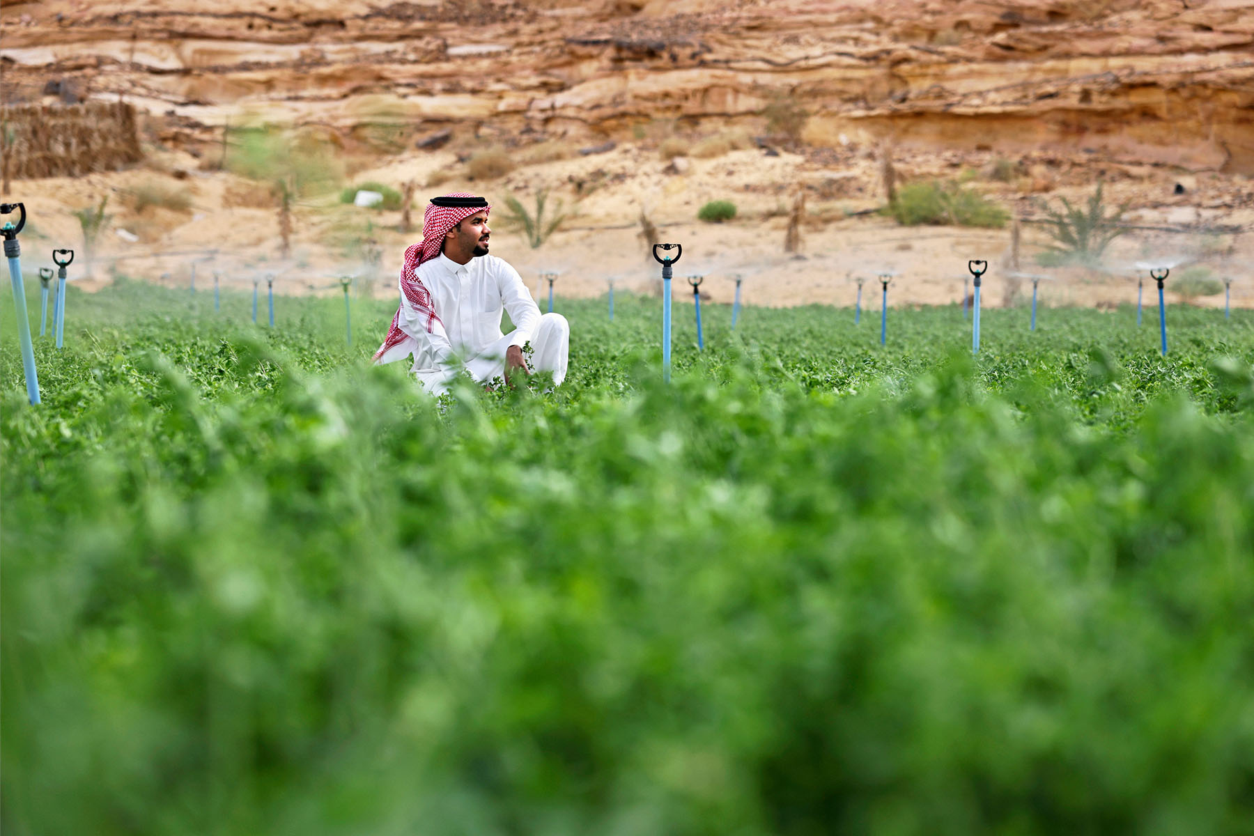 A young Saudi farmer sits in an alfalfa field.
